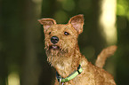 Irish Terrier Portrait