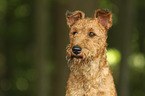 Irish Terrier Portrait