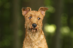 Irish Terrier Portrait