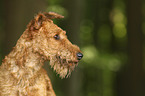 Irish Terrier Portrait