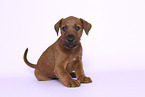 sitzender Irish Terrier Welpe