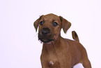 Irish Terrier Welpe Portrait