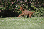 rennender Irish Terrier Welpe