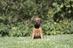 sitzender Irish Terrier Welpe