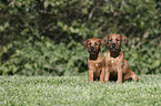 2 Irish Terrier Welpen