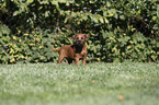 Irish Terrier Welpe