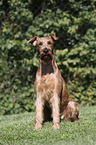 sitzender Irish Terrier