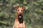 Irish Terrier Portrait