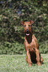 sitzender Irish Terrier