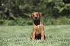 sitzender Irish Terrier Welpe