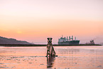 Irish Terrier am Strand