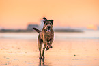 Irish Terrier am Strand