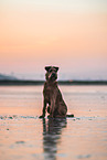 Irish Terrier am Strand