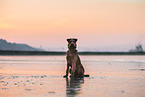 Irish Terrier am Strand