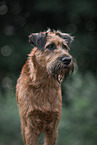 Irish Terrier im Sommer