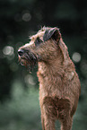 Irish Terrier im Sommer