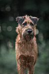 Irish Terrier im Sommer