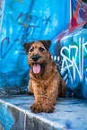 Irish Terrier vom Graffiti