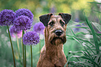 Irish Terrier im Sommer