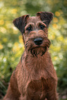 Irish Terrier im Sommer