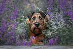 Irish Terrier im Sommer