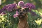 Irish Terrier im Sommer