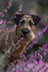 Irish Terrier im Sommer