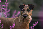 Irish Terrier im Sommer