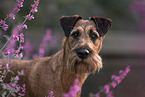 Irish Terrier im Sommer