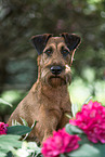 Irish Terrier im Sommer