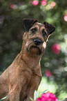 Irish Terrier im Sommer