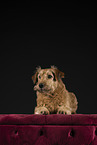 Irischer Terrier im Studio