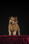 Irischer Terrier im Studio