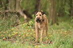 Irish Terrier