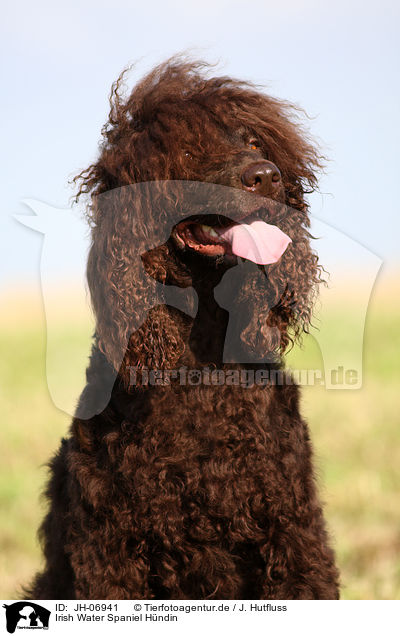 Irish Water Spaniel Hndin / Irish Water Spaniel / JH-06941