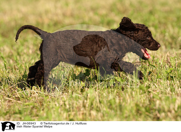 Irish Water Spaniel Welpe / JH-06943