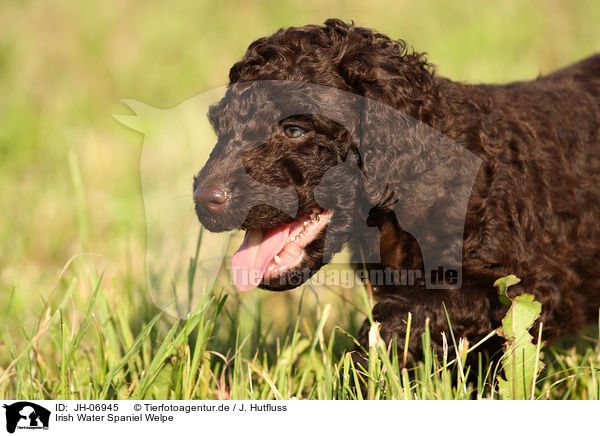 Irish Water Spaniel Welpe / JH-06945