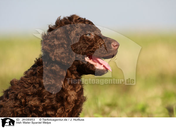 Irish Water Spaniel Welpe / JH-06953