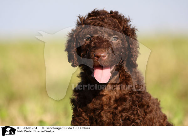 Irish Water Spaniel Welpe / Irish Water Spaniel puppy / JH-06954