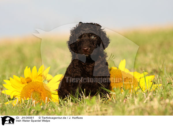 Irish Water Spaniel Welpe / JH-06981