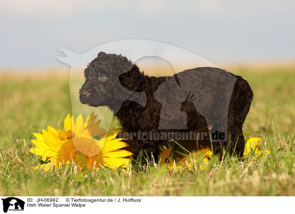 Irish Water Spaniel Welpe / JH-06982