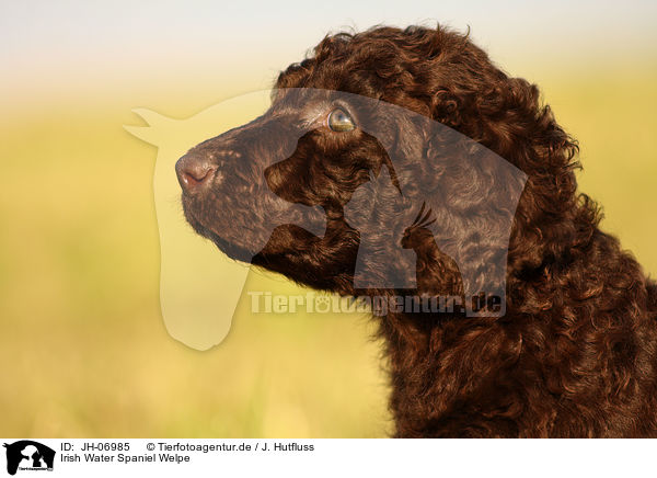 Irish Water Spaniel Welpe / JH-06985