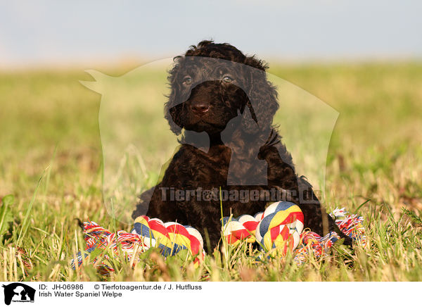 Irish Water Spaniel Welpe / JH-06986