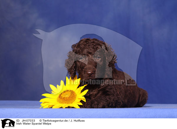 Irish Water Spaniel Welpe / JH-07033