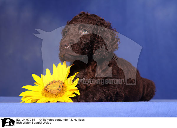 Irish Water Spaniel Welpe / irish water spaniel puppy / JH-07034