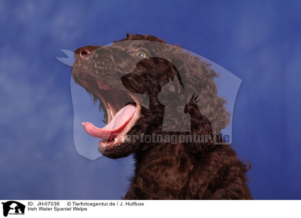 Irish Water Spaniel Welpe / JH-07036