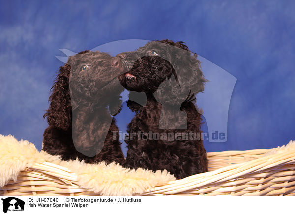 Irish Water Spaniel Welpen / JH-07040