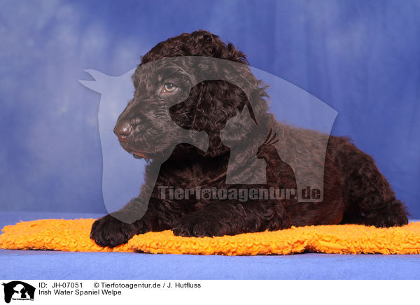 Irish Water Spaniel Welpe / JH-07051