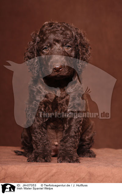 Irish Water Spaniel Welpe / irish water spaniel puppy / JH-07053
