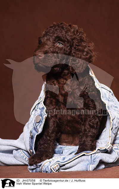 Irish Water Spaniel Welpe / JH-07058